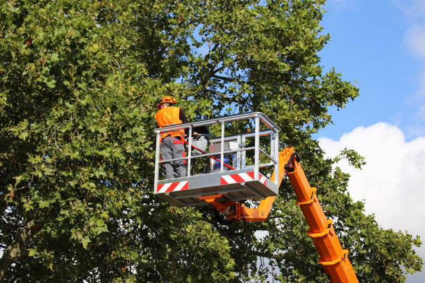 Best Fruit Tree Pruning  in West Tawakoni, TX