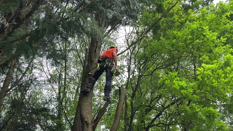 Seasonal Cleanup (Spring/Fall) in West Tawakoni, TX