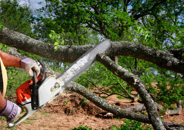 Lawn Grading and Leveling in West Tawakoni, TX
